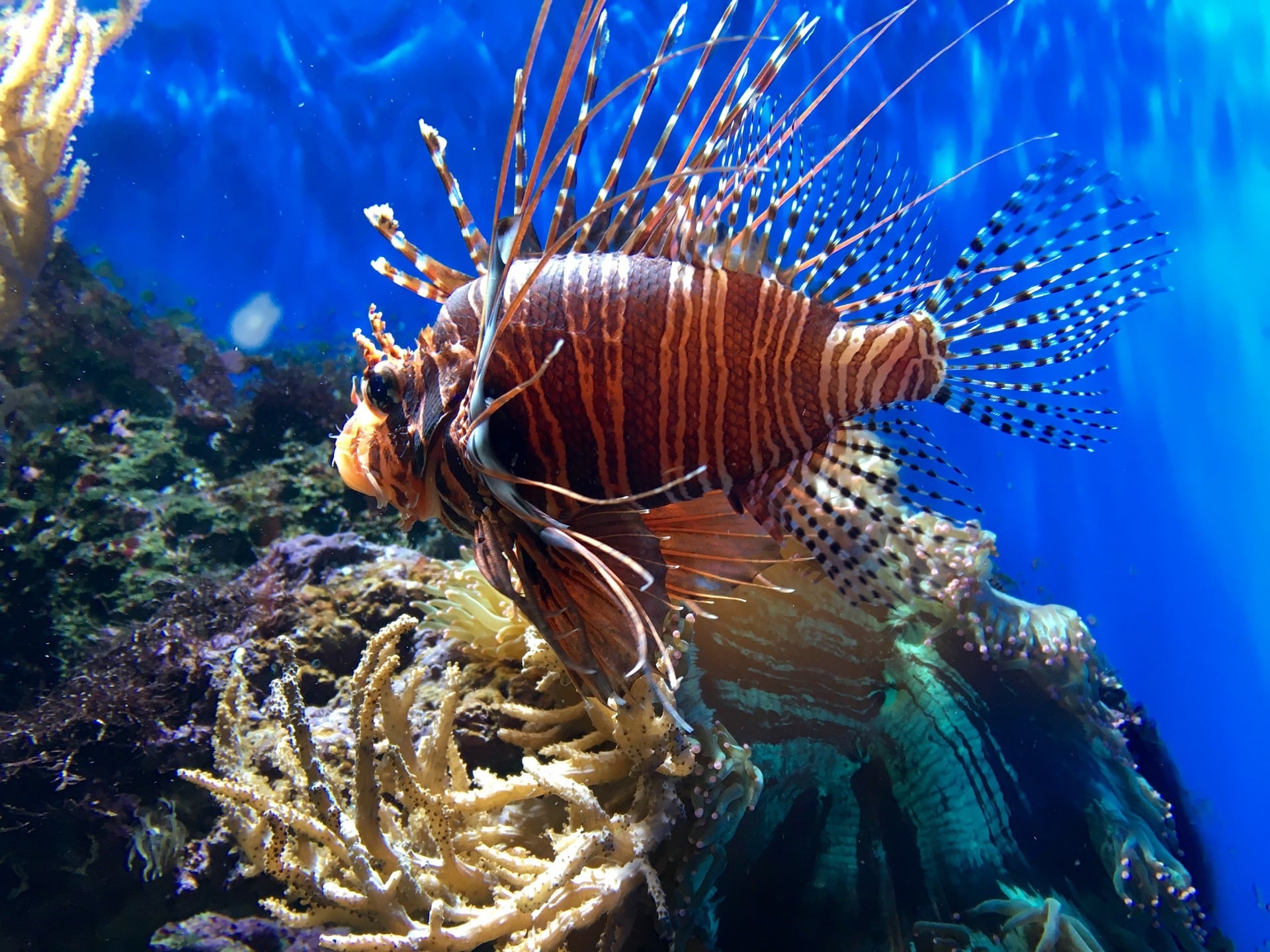 Sea Life Aquarium in London