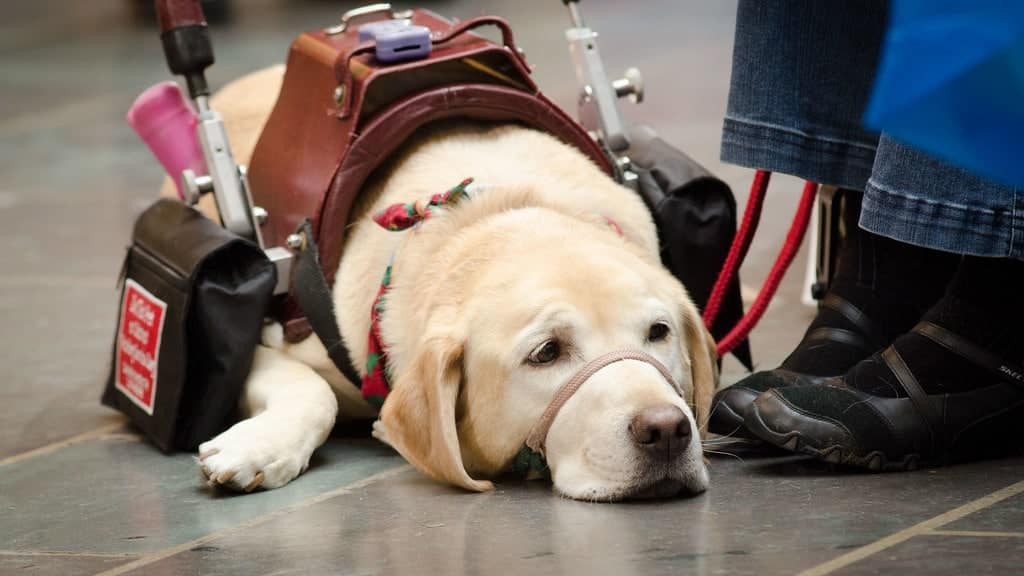 UniAcco Saves The Day - One Service Dog At A Time 