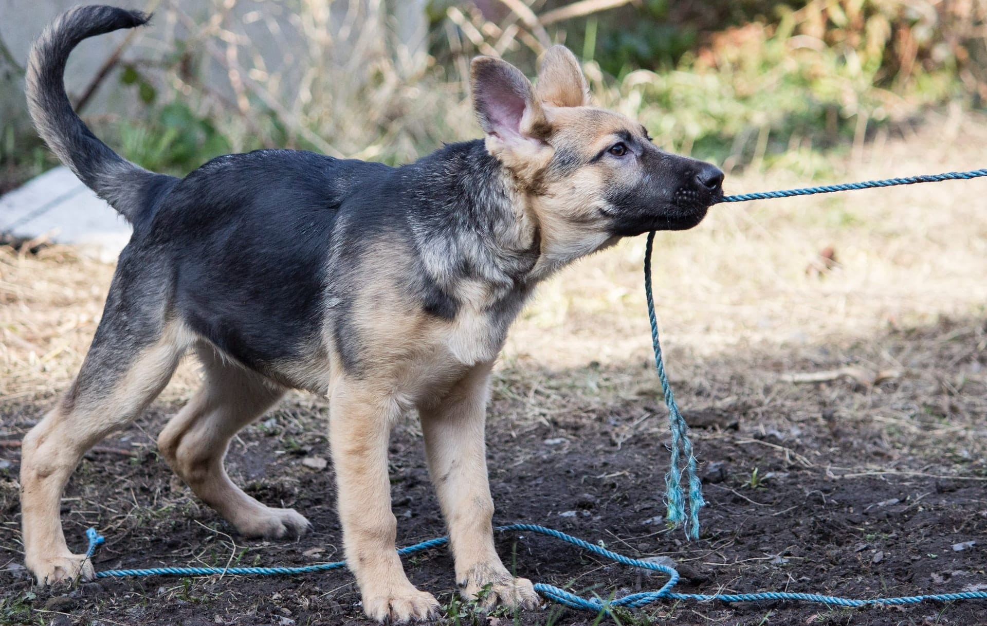 10 Most Popular Pets In The UK 